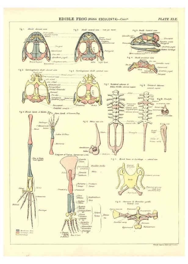 Reproducción/Reproduction 6441477297: Biological atlas: a guide to the practical study of plants and animals Edinburgh,W. & A. K. Johnston,1880