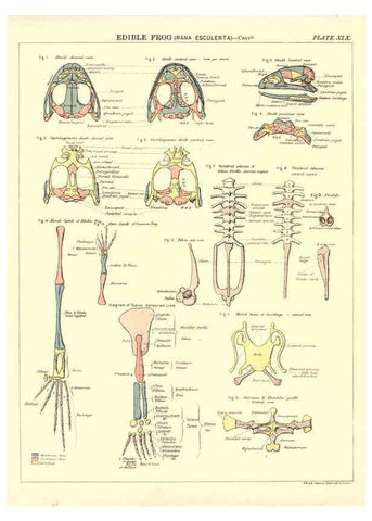 Reproducción/Reproduction 6441477297: Biological atlas: a guide to the practical study of plants and animals Edinburgh,W. & A. K. Johnston,1880