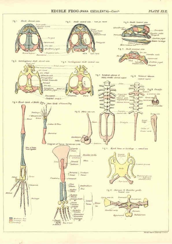 Reproducción/Reproduction 6441477297: Biological atlas: a guide to the practical study of plants and animals Edinburgh,W. & A. K. Johnston,1880