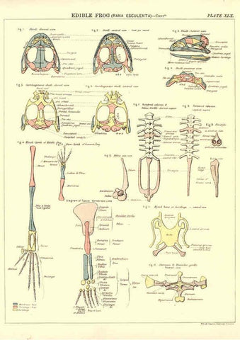 Reproducción/Reproduction 6441477297: Biological atlas: a guide to the practical study of plants and animals Edinburgh,W. & A. K. Johnston,1880