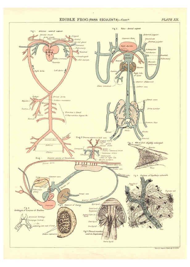 Reproducción/Reproduction 6441477505: Biological atlas: a guide to the practical study of plants and animals Edinburgh,W. & A. K. Johnston,1880