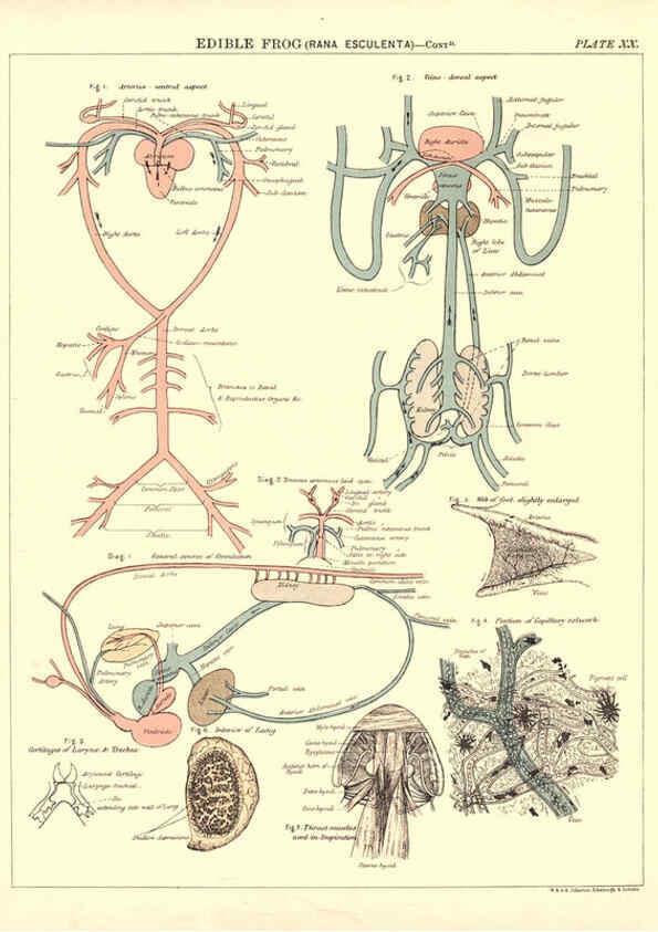 Reproducción/Reproduction 6441477505: Biological atlas: a guide to the practical study of plants and animals Edinburgh,W. & A. K. Johnston,1880
