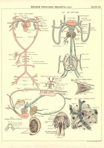 Reproducción/Reproduction 6441477505: Biological atlas: a guide to the practical study of plants and animals Edinburgh,W. & A. K. Johnston,1880