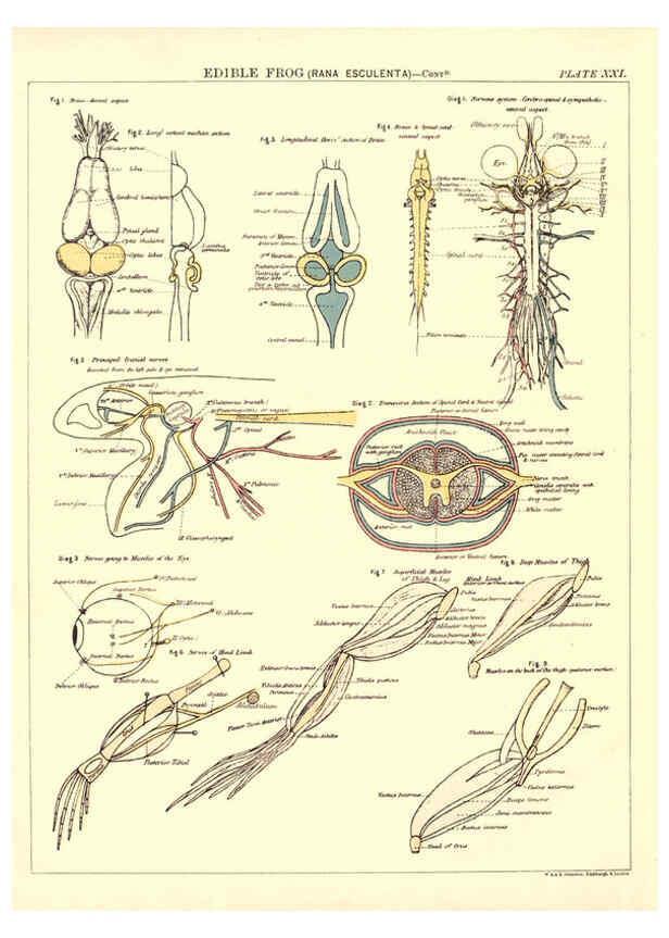 Reproducción/Reproduction 6441477883: Biological atlas: a guide to the practical study of plants and animals Edinburgh,W. & A. K. Johnston,1880