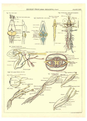 Reproducción/Reproduction 6441477883: Biological atlas: a guide to the practical study of plants and animals Edinburgh,W. & A. K. Johnston,1880