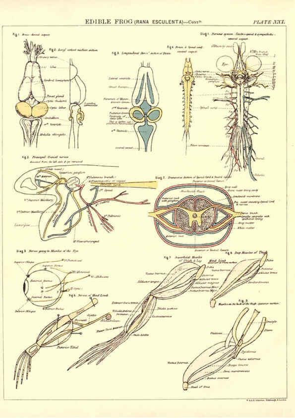 Reproducción/Reproduction 6441477883: Biological atlas: a guide to the practical study of plants and animals Edinburgh,W. & A. K. Johnston,1880