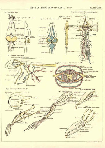 Reproducción/Reproduction 6441477883: Biological atlas: a guide to the practical study of plants and animals Edinburgh,W. & A. K. Johnston,1880
