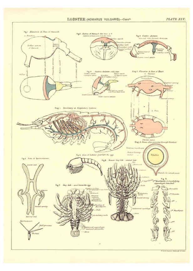 Reproducción/Reproduction 6441475537: Biological atlas: a guide to the practical study of plants and animals Edinburgh,W. & A. K. Johnston,1880