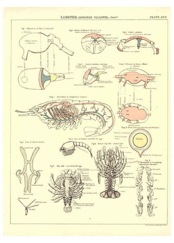 Reproducción/Reproduction 6441475537: Biological atlas: a guide to the practical study of plants and animals Edinburgh,W. & A. K. Johnston,1880