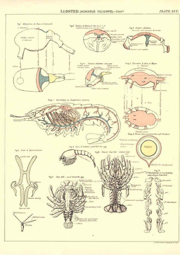 Reproducción/Reproduction 6441475537: Biological atlas: a guide to the practical study of plants and animals Edinburgh,W. & A. K. Johnston,1880