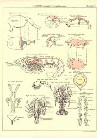 Reproducción/Reproduction 6441475537: Biological atlas: a guide to the practical study of plants and animals Edinburgh,W. & A. K. Johnston,1880