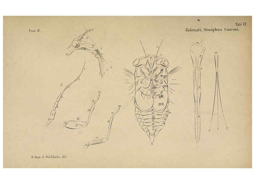 Reproducción/Reproduction 6436381561: Meletemata entomologica. 1-5. Petropoli :Imperialis Academiae Scientiarum,1845-1846