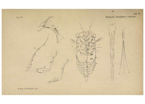 Reproducción/Reproduction 6436381561: Meletemata entomologica. 1-5. Petropoli :Imperialis Academiae Scientiarum,1845-1846