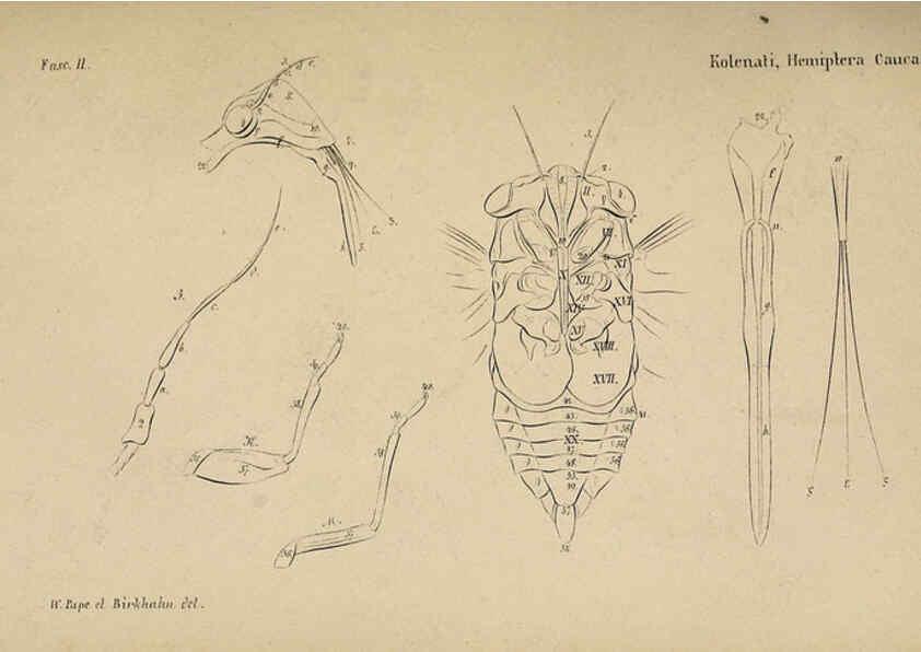 Reproducción/Reproduction 6436381561: Meletemata entomologica. 1-5. Petropoli :Imperialis Academiae Scientiarum,1845-1846