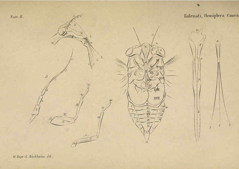 Reproducción/Reproduction 6436381561: Meletemata entomologica. 1-5. Petropoli :Imperialis Academiae Scientiarum,1845-1846