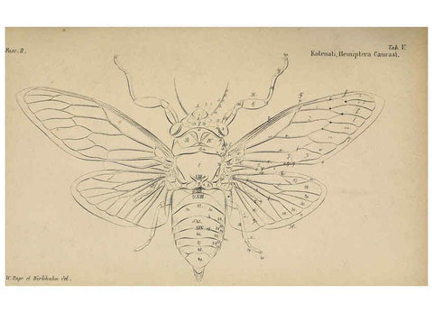 Reproducción/Reproduction 6436381109: Meletemata entomologica. 1-5. Petropoli :Imperialis Academiae Scientiarum,1845-1846