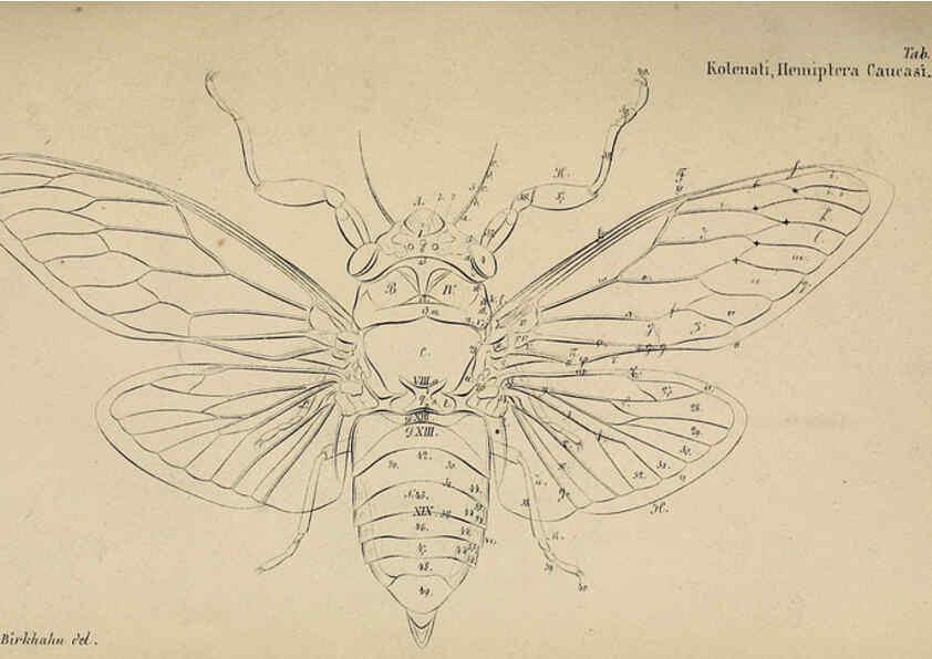 Reproducción/Reproduction 6436381109: Meletemata entomologica. 1-5. Petropoli :Imperialis Academiae Scientiarum,1845-1846