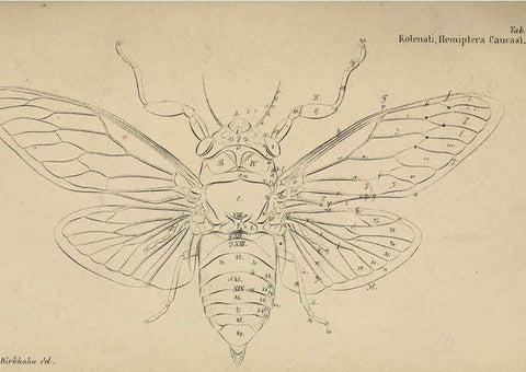 Reproducción/Reproduction 6436381109: Meletemata entomologica. 1-5. Petropoli :Imperialis Academiae Scientiarum,1845-1846