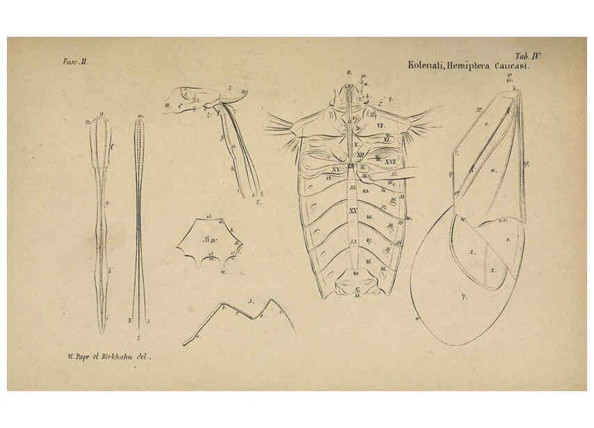 Reproducción/Reproduction 6436380597: Meletemata entomologica. 1-5. Petropoli :Imperialis Academiae Scientiarum,1845-1846