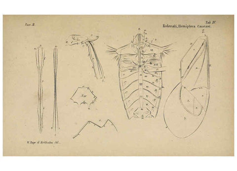 Reproducción/Reproduction 6436380597: Meletemata entomologica. 1-5. Petropoli :Imperialis Academiae Scientiarum,1845-1846
