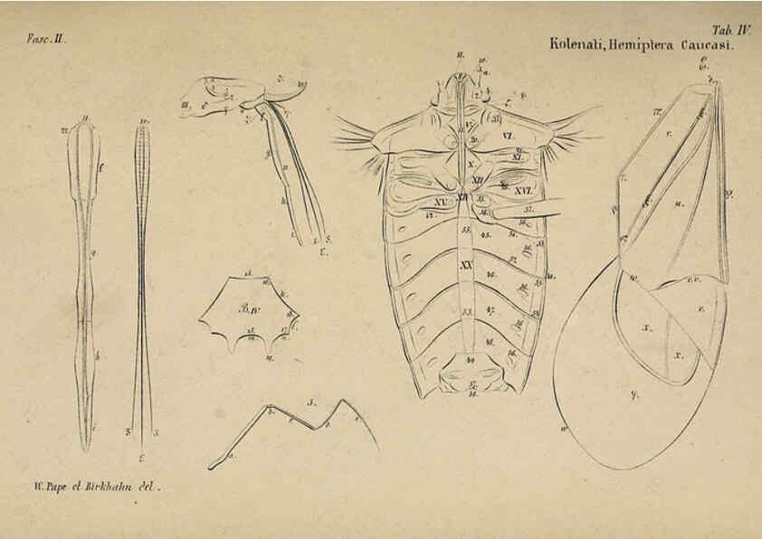 Reproducción/Reproduction 6436380597: Meletemata entomologica. 1-5. Petropoli :Imperialis Academiae Scientiarum,1845-1846
