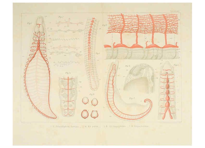 Reproducción/Reproduction 6430789439: Entwicklungsgeschichtliche untersuchungen. atlas. Prag,J. Otto,1888-1892