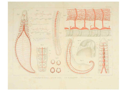 Reproducción/Reproduction 6430789439: Entwicklungsgeschichtliche untersuchungen. atlas. Prag,J. Otto,1888-1892