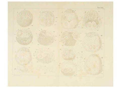 Reproducción/Reproduction 6430789719: Entwicklungsgeschichtliche untersuchungen. atlas. Prag,J. Otto,1888-1892