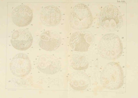 Reproducción/Reproduction 6430789719: Entwicklungsgeschichtliche untersuchungen. atlas. Prag,J. Otto,1888-1892