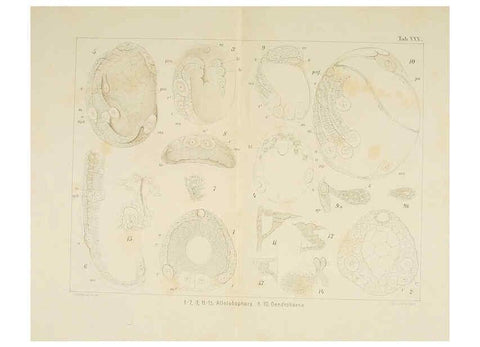 Reproducción/Reproduction 6430790217: Entwicklungsgeschichtliche untersuchungen. atlas. Prag,J. Otto,1888-1892