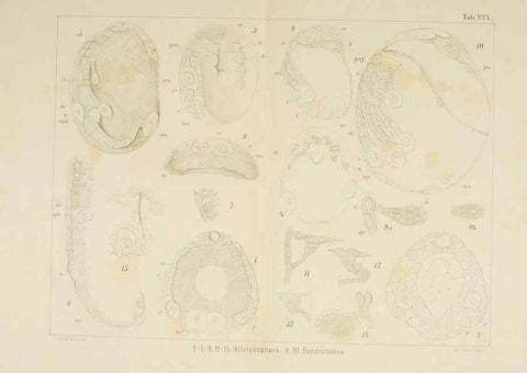 Reproducción/Reproduction 6430790217: Entwicklungsgeschichtliche untersuchungen. atlas. Prag,J. Otto,1888-1892