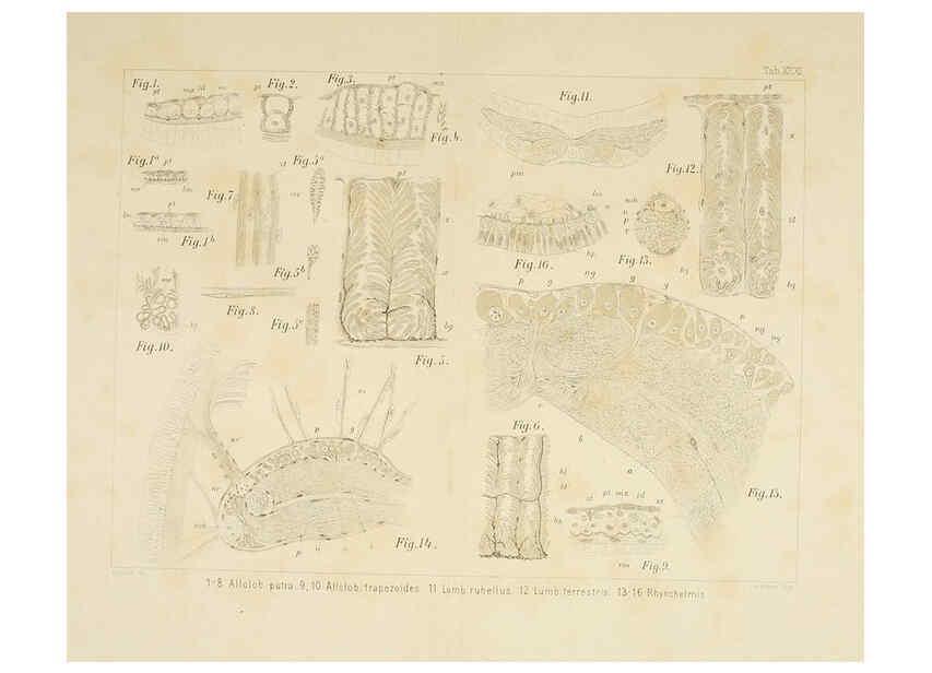 Reproducción/Reproduction 6430790671: Entwicklungsgeschichtliche untersuchungen. atlas. Prag,J. Otto,1888-1892