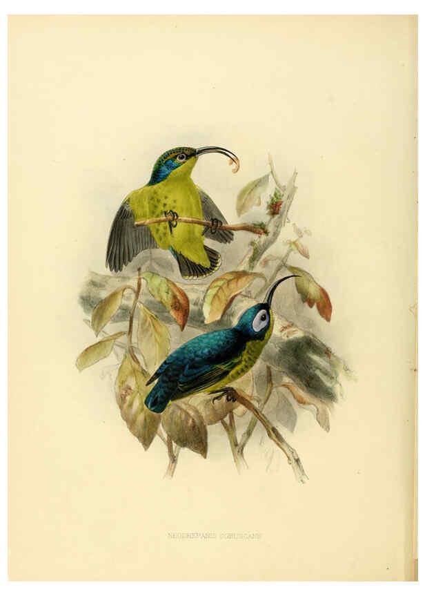 Reproducción/Reproduction 6431081223: A monograph of the Nectariniidae, or, Family of sun-birds London :Published by the author,1876-1880