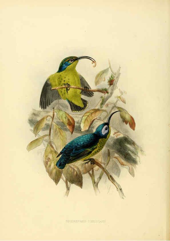 Reproducción/Reproduction 6431081223: A monograph of the Nectariniidae, or, Family of sun-birds London :Published by the author,1876-1880
