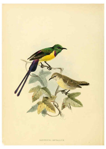 Reproducción/Reproduction 6431081681: A monograph of the Nectariniidae, or, Family of sun-birds London :Published by the author,1876-1880