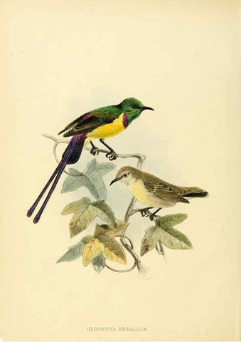 Reproducción/Reproduction 6431081681: A monograph of the Nectariniidae, or, Family of sun-birds London :Published by the author,1876-1880