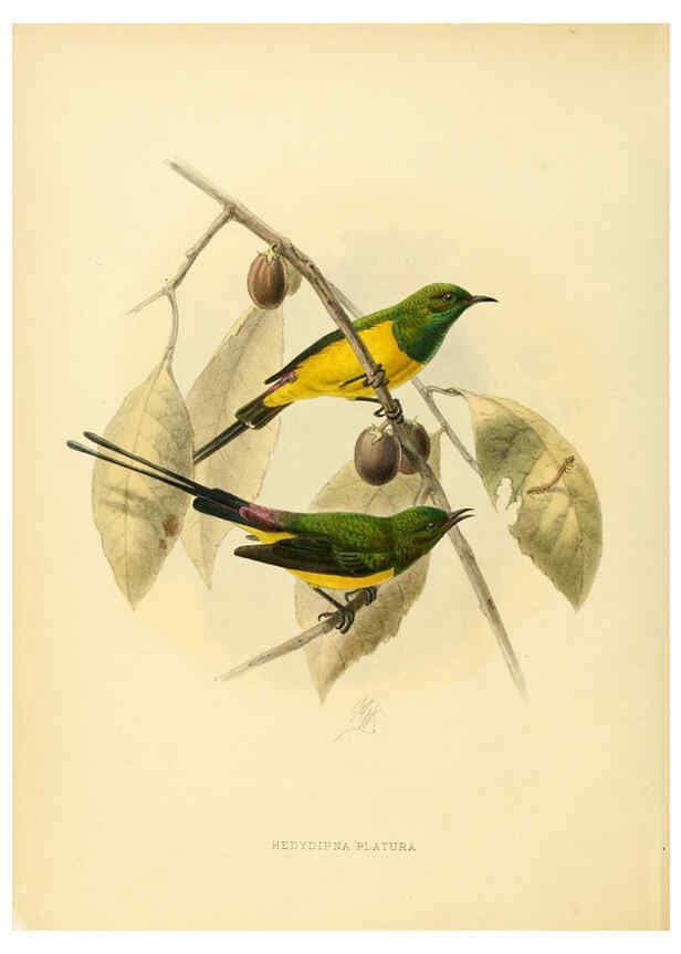 Reproducción/Reproduction 6431082101: A monograph of the Nectariniidae, or, Family of sun-birds London :Published by the author,1876-1880