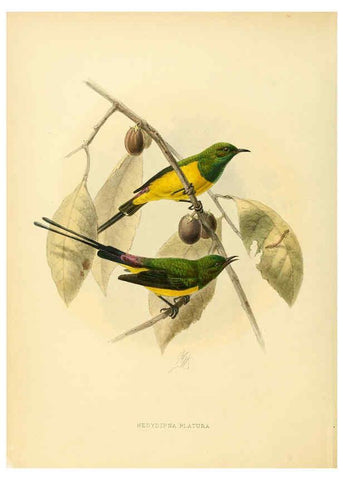 Reproducción/Reproduction 6431082101: A monograph of the Nectariniidae, or, Family of sun-birds London :Published by the author,1876-1880