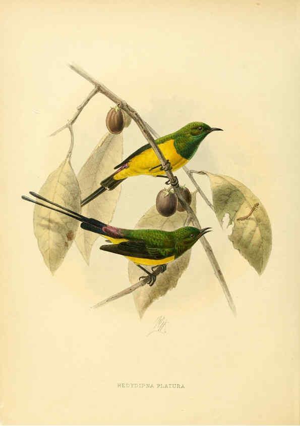 Reproducción/Reproduction 6431082101: A monograph of the Nectariniidae, or, Family of sun-birds London :Published by the author,1876-1880