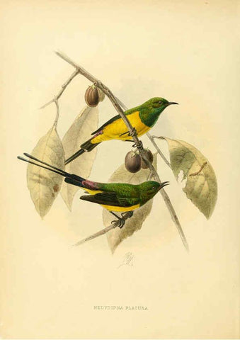 Reproducción/Reproduction 6431082101: A monograph of the Nectariniidae, or, Family of sun-birds London :Published by the author,1876-1880