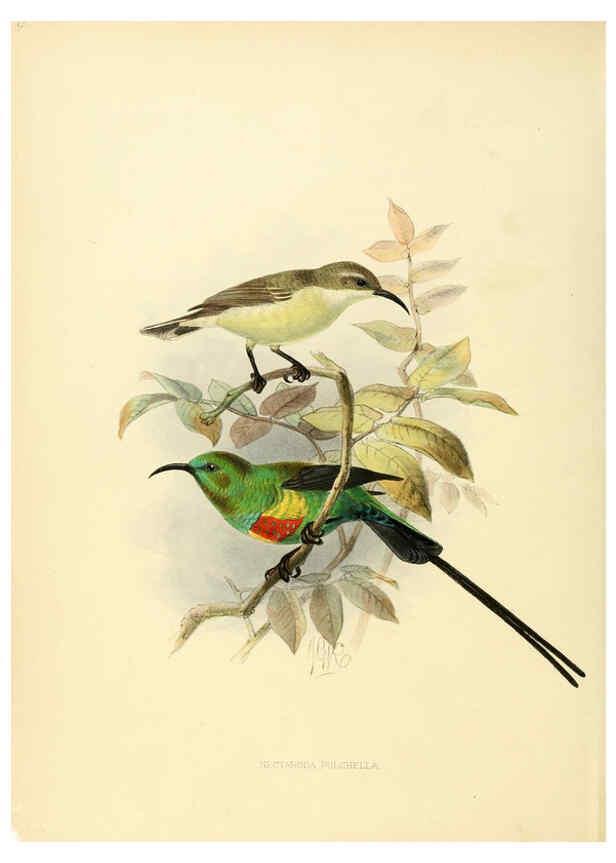Reproducción/Reproduction 6431082411: A monograph of the Nectariniidae, or, Family of sun-birds London :Published by the author,1876-1880