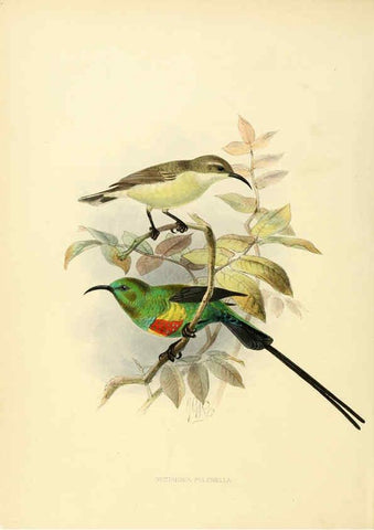 Reproducción/Reproduction 6431082411: A monograph of the Nectariniidae, or, Family of sun-birds London :Published by the author,1876-1880
