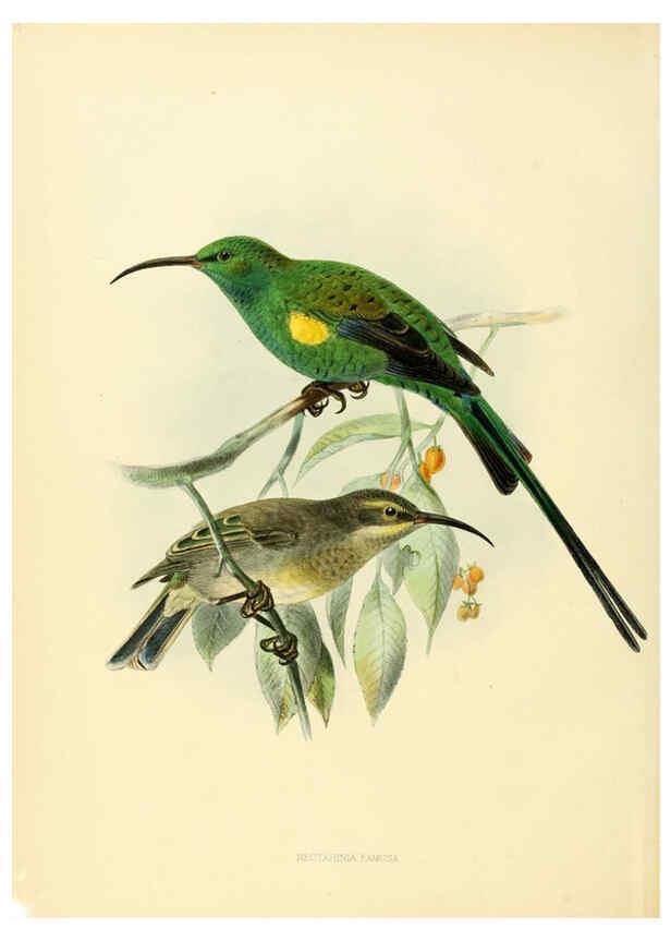 Reproducción/Reproduction 6431082745: A monograph of the Nectariniidae, or, Family of sun-birds London :Published by the author,1876-1880