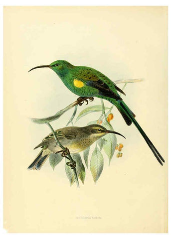 Reproducción/Reproduction 6431082745: A monograph of the Nectariniidae, or, Family of sun-birds London :Published by the author,1876-1880