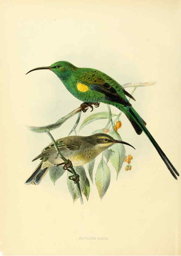 Reproducción/Reproduction 6431082745: A monograph of the Nectariniidae, or, Family of sun-birds London :Published by the author,1876-1880