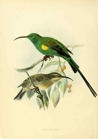 Reproducción/Reproduction 6431082745: A monograph of the Nectariniidae, or, Family of sun-birds London :Published by the author,1876-1880