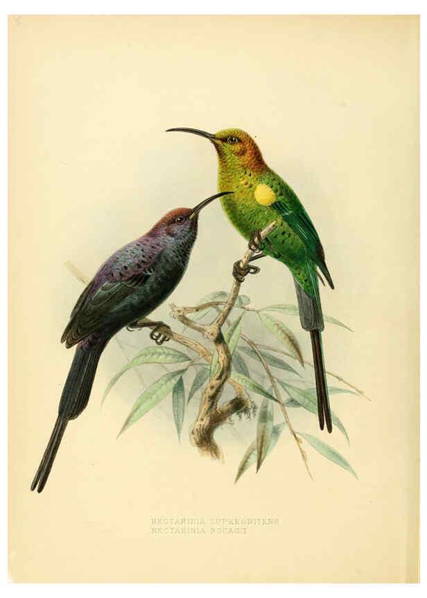 Reproducción/Reproduction 6431083091: A monograph of the Nectariniidae, or, Family of sun-birds London :Published by the author,1876-1880