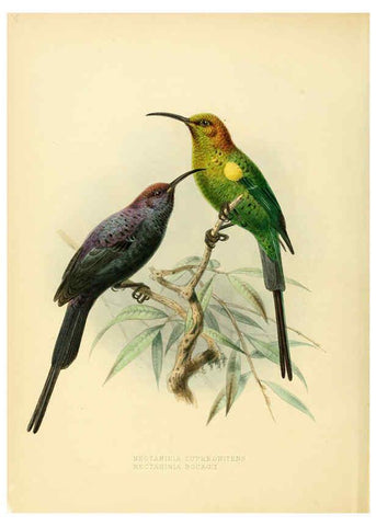 Reproducción/Reproduction 6431083091: A monograph of the Nectariniidae, or, Family of sun-birds London :Published by the author,1876-1880