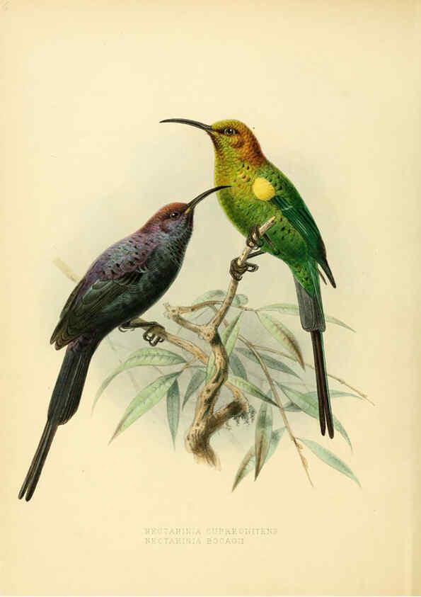 Reproducción/Reproduction 6431083091: A monograph of the Nectariniidae, or, Family of sun-birds London :Published by the author,1876-1880