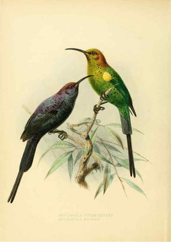 Reproducción/Reproduction 6431083091: A monograph of the Nectariniidae, or, Family of sun-birds London :Published by the author,1876-1880